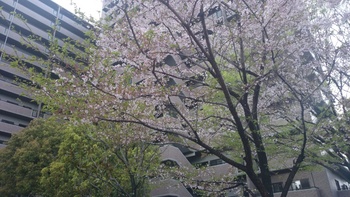 散り桜.JPG