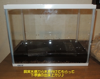 金魚水槽5.JPG